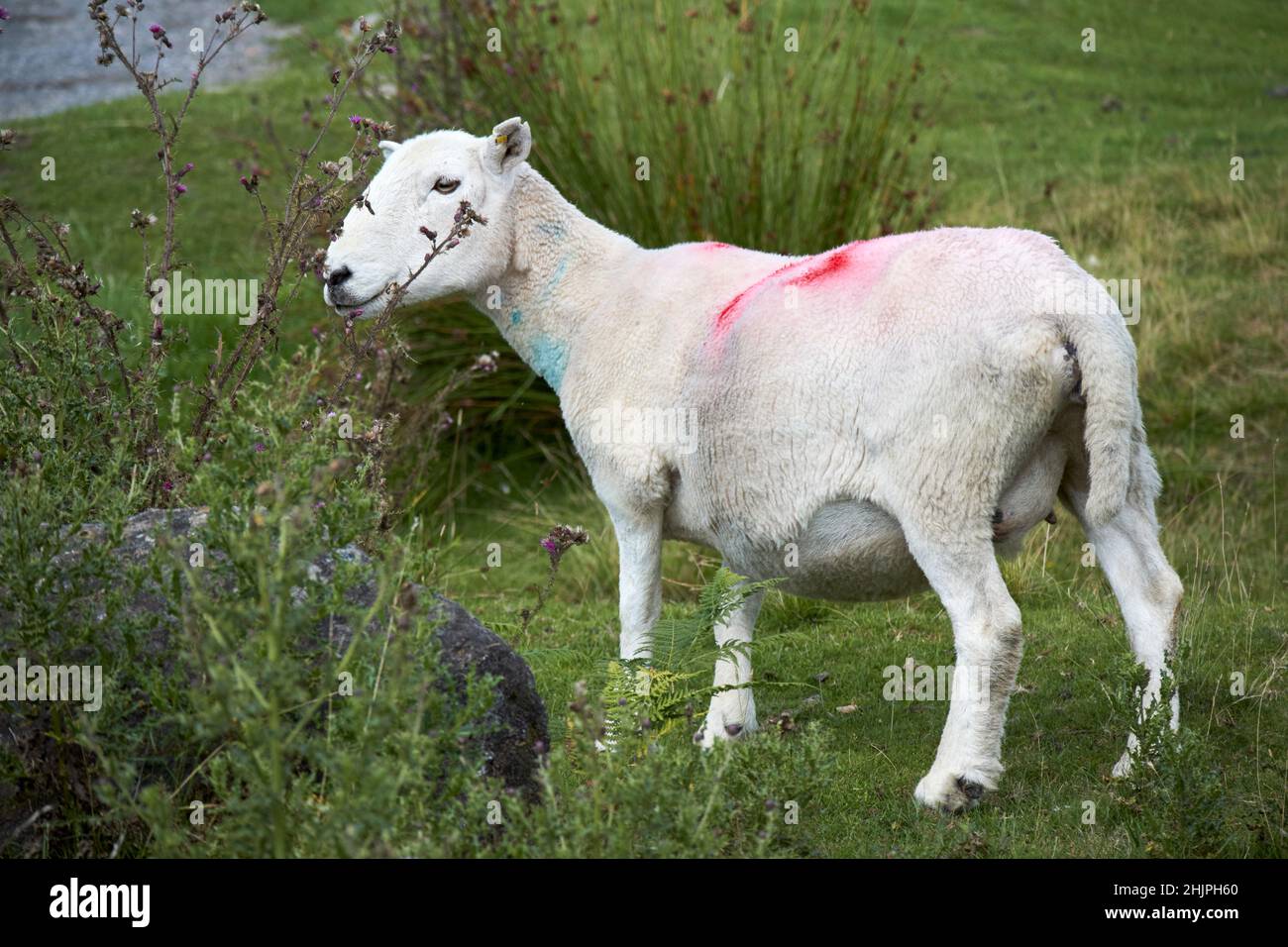 blanc enceinte de la brebis de herdwick marquée avec le nombre et le flock peinture spray taches marque la vallée de langdale, district de lac, cumbria, angleterre, royaume-uni Banque D'Images
