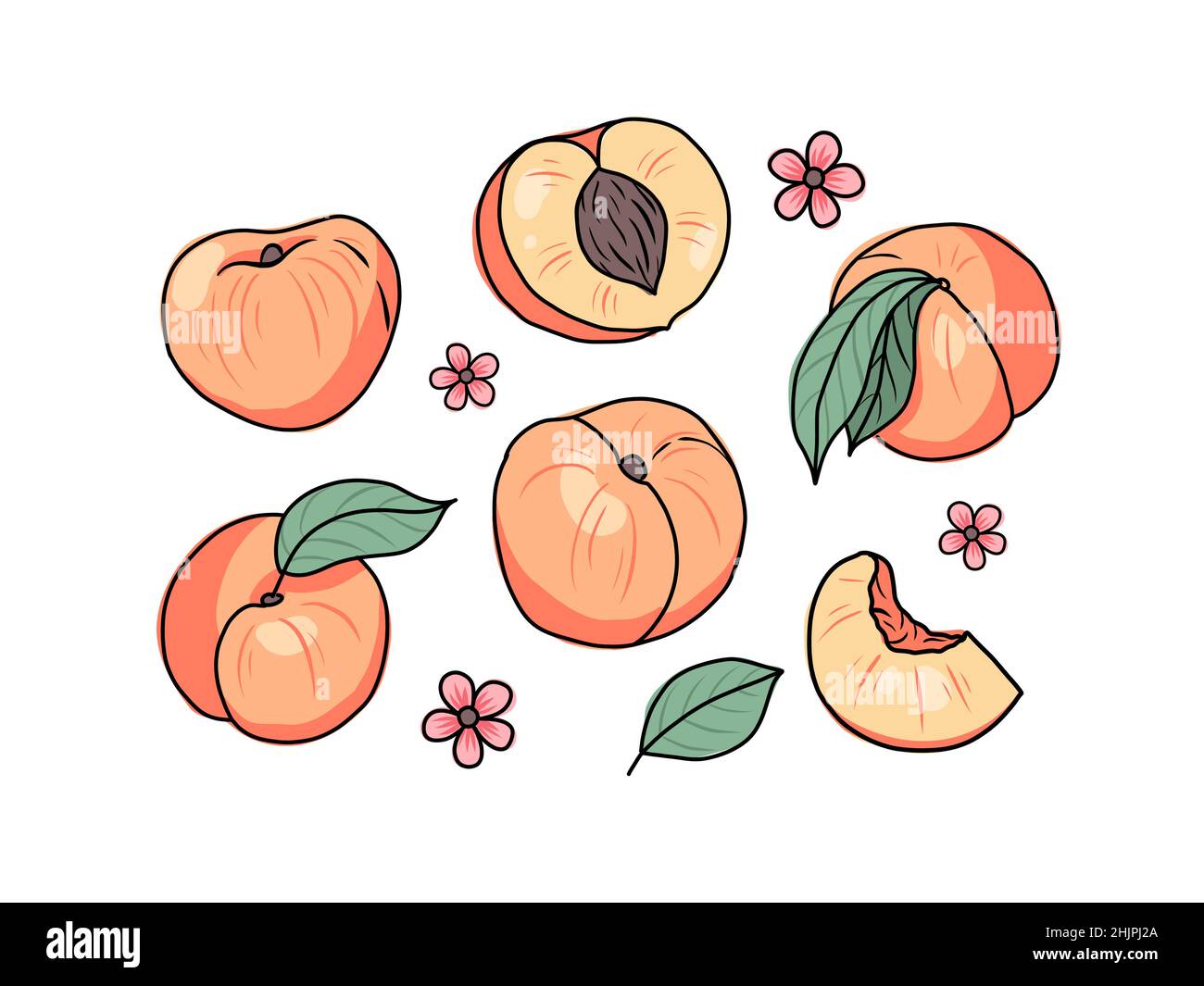 Ensemble pêche ou abricot dessiné à la main.Fruits entiers et tranchés.Illustration vectorielle en style doodle Illustration de Vecteur