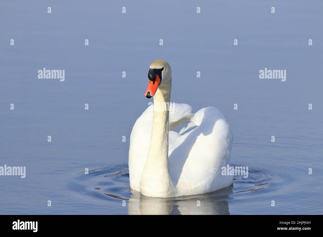 Élégant cygne sur le lac en hiver ensoleillé jour Banque D'Images
