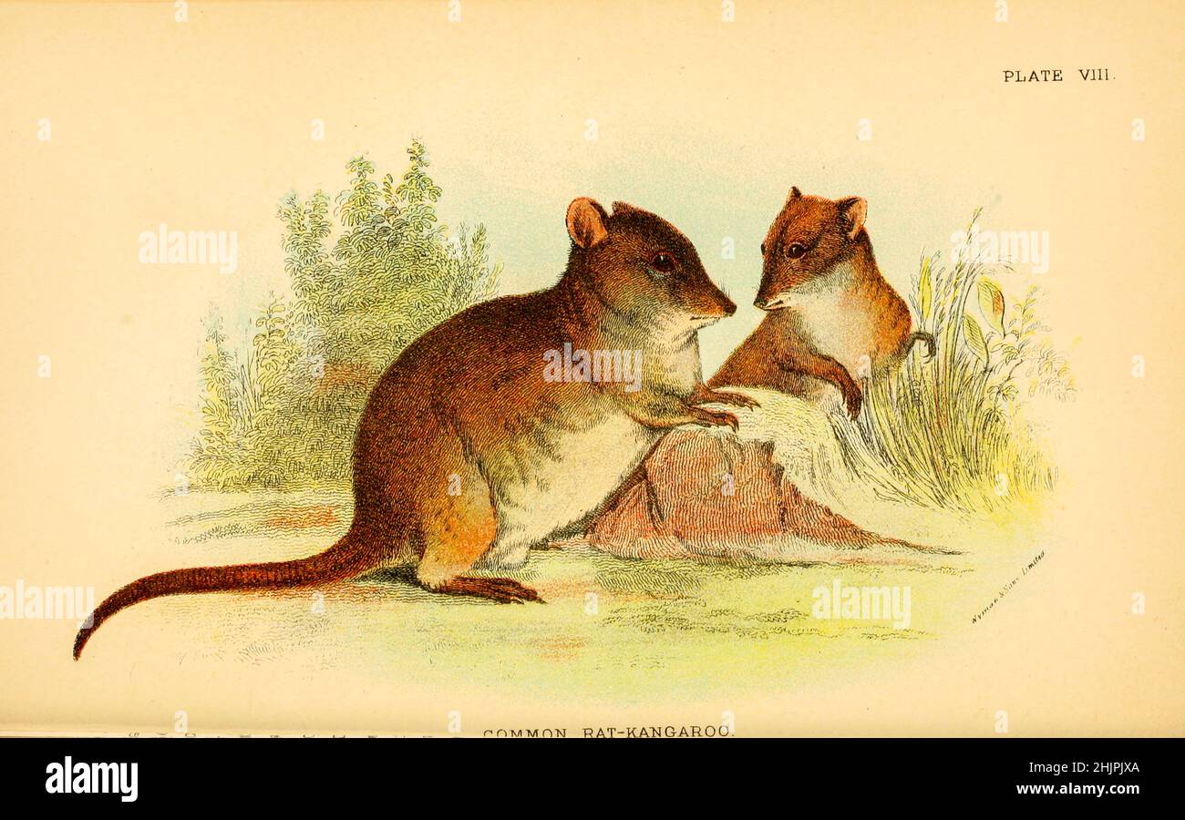 Le potoroo à long nez (Potorous tridactylus) est une espèce de potoroo.Ces petits marsupiaux font partie de la famille rat-kangourou.Common Rat Kangaroo de ' Un livre à la marsupialia et monotremata ' par Richard Lydekker, Lloyd's Natural History Series édité par R. Bowdler Sharpe publié en 1896 par E. Lloyd, Londres Banque D'Images