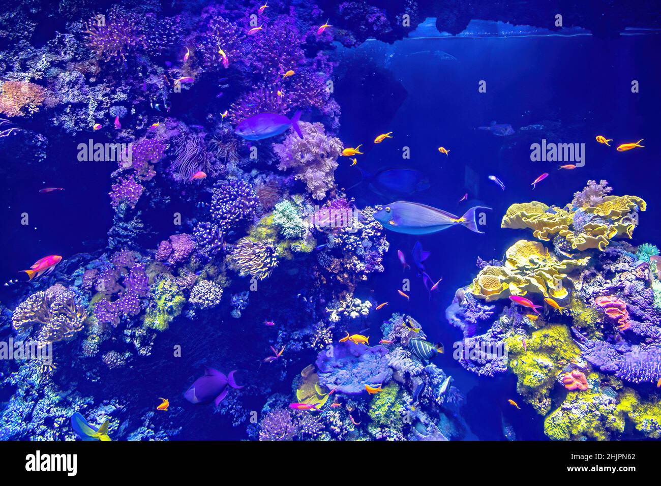 Poissons de mer colorés de l'aquarium marin avec récif de corail.Unicornfish Bluespine et babeurre.Clownfish, rabbitfish Foxface, et Banque D'Images