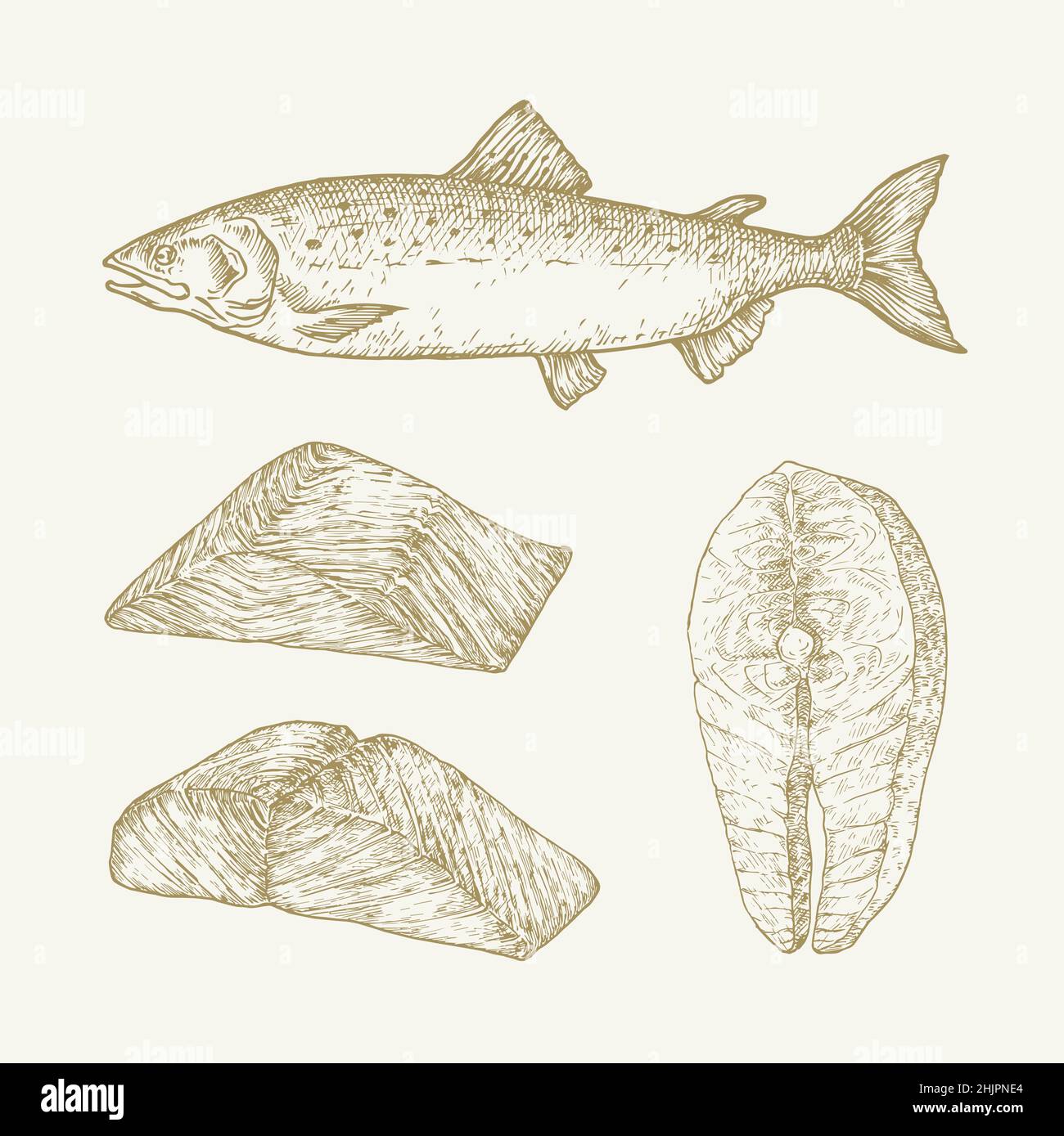 Ensemble d'illustrations vectorielles Dooodle dessinées à la main pour saumon atlantique.Filets de poisson abstraits et esquisses de steak.Dessins de style de gravure isolés Illustration de Vecteur