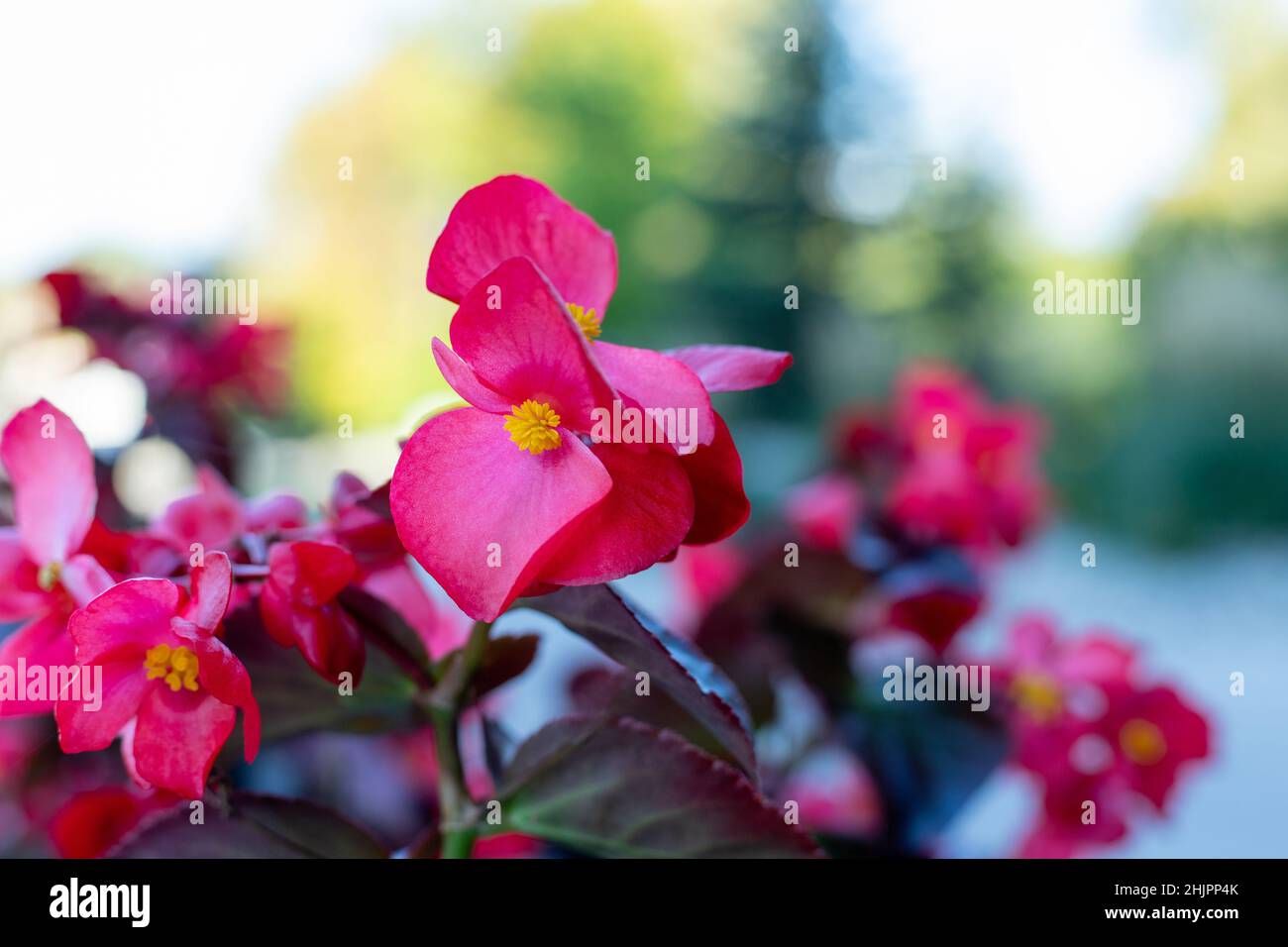 Fleurs de begonia rose vif fleurant à l'extérieur dans le jardin, gros plan. Banque D'Images