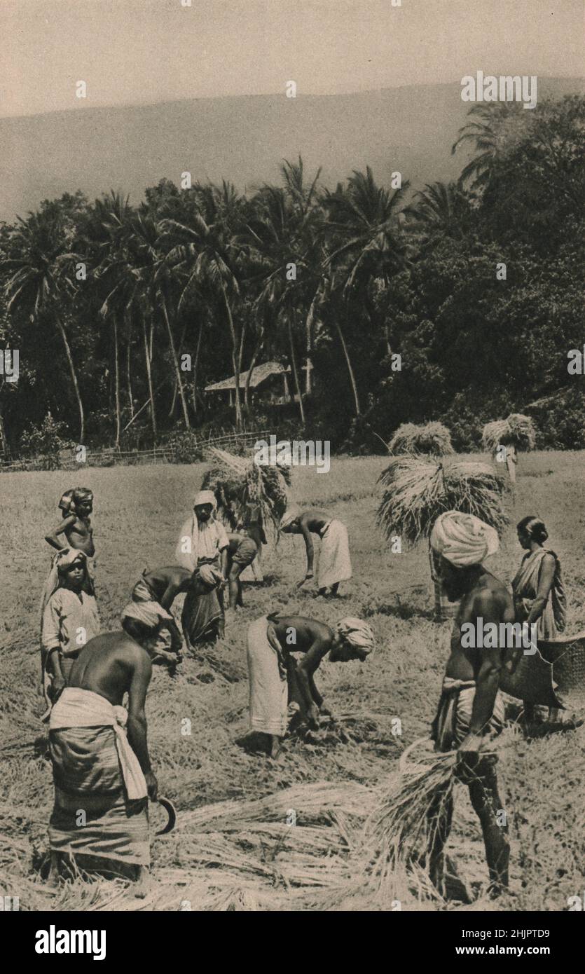 Dans le pays de la colline chaque vallée et colline mitoyenne est faite pour produire sa récolte de riz par les villageois industriels de Kandyan. Sri Lanka. Ceylan (1923) Banque D'Images