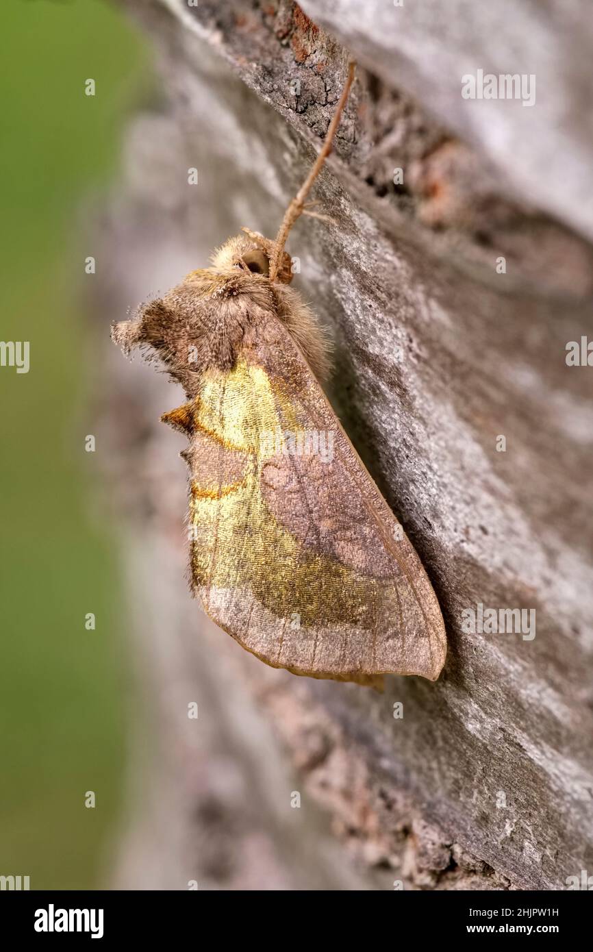 Chrysite de Diachrysia, papillon de laiton bruni  Norfolk UK Banque D'Images