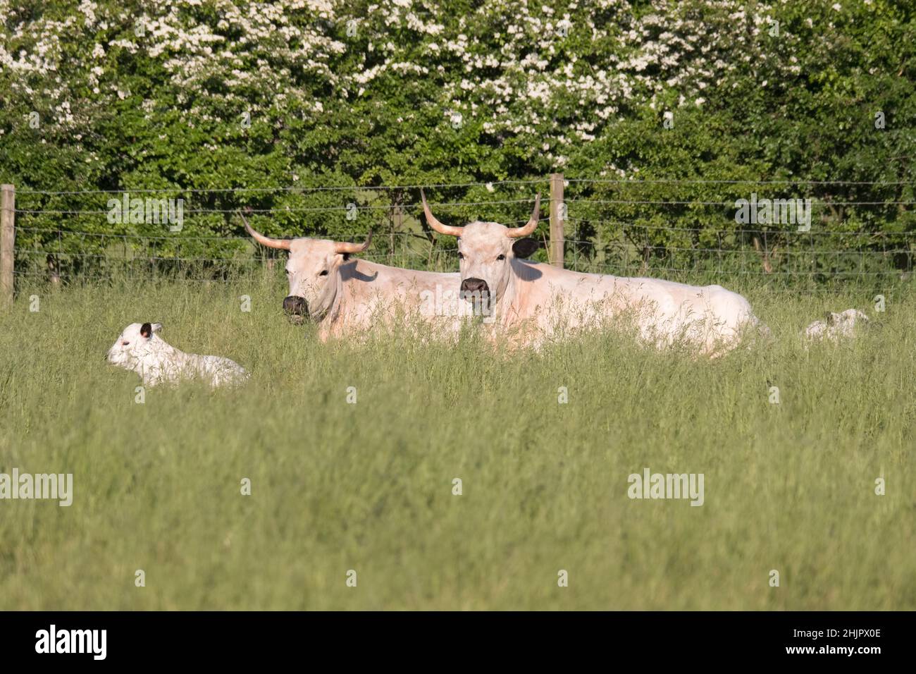 Bovins blancs britanniques avec veaux  Norfolk Royaume-Uni Banque D'Images