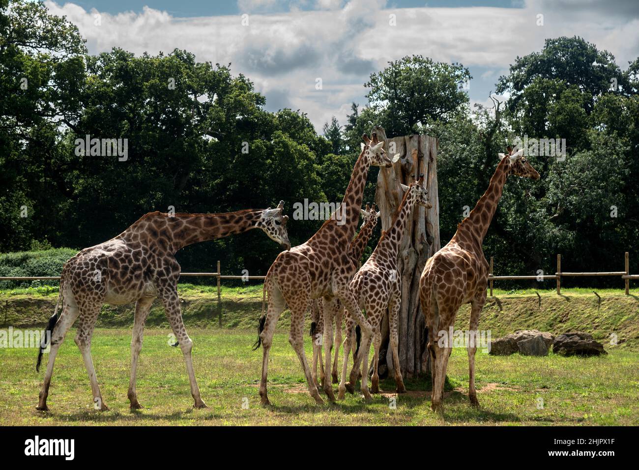 Girafes à Cotswold Wildlife Park and Gardens, Burford, Oxfordshire Banque D'Images