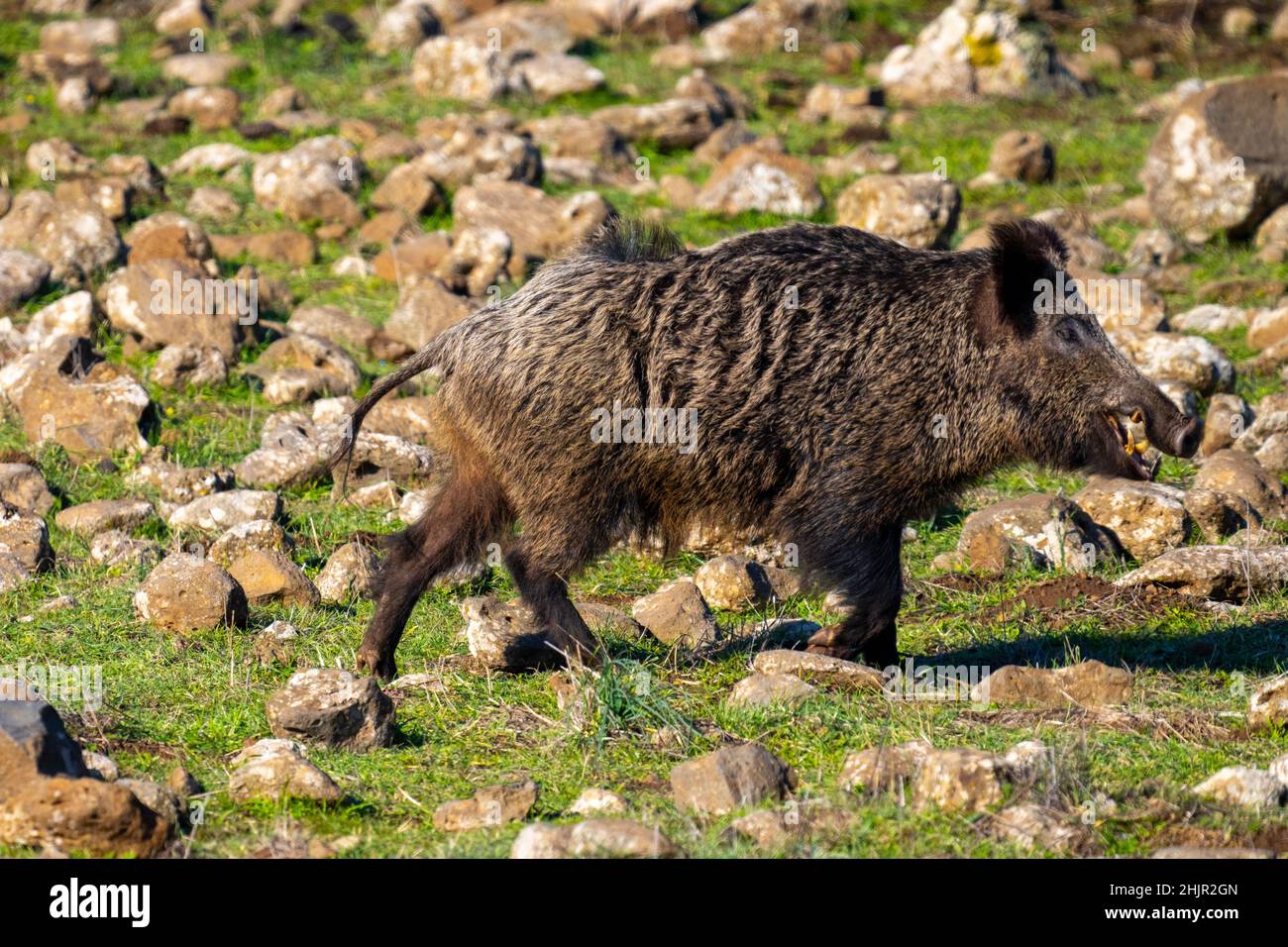 Sanglier (sus scrofa), également connu sous le nom de porc sauvage, porc sauvage commun, porc sauvage eurasien, ou tout simplement porc sauvage Banque D'Images