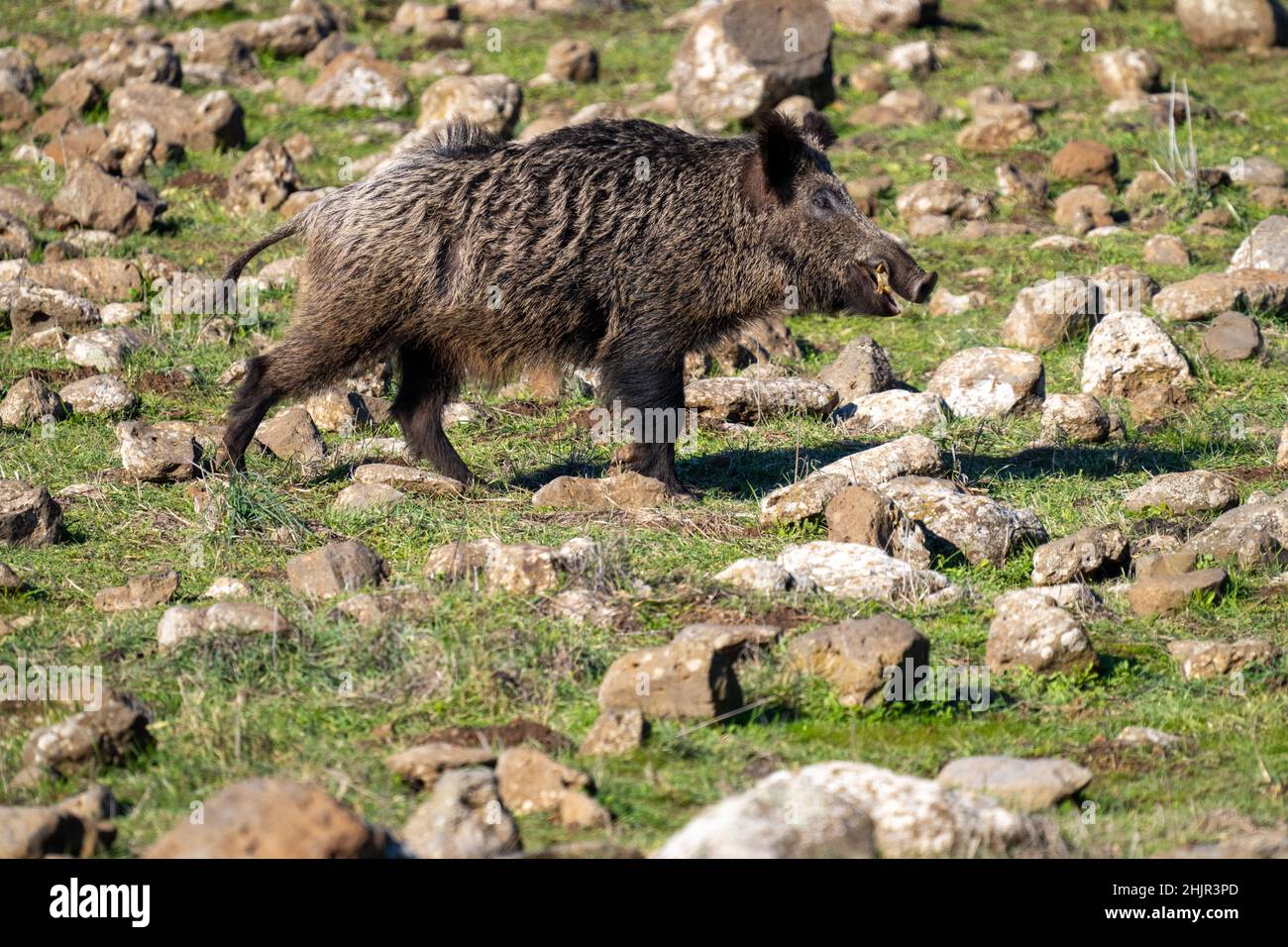 Sanglier (sus scrofa), également connu sous le nom de porc sauvage, porc sauvage commun, porc sauvage eurasien, ou tout simplement porc sauvage Banque D'Images