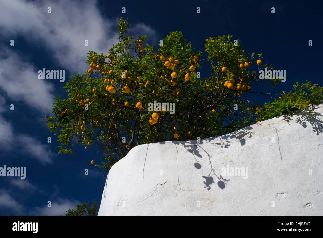 Un citronnier chargé de fruits et un ancien mur blanchi à la chaux reflétant le soleil, évocateur du sud de l'Europe en été, à Óbidos, Centro, Portugal Banque D'Images