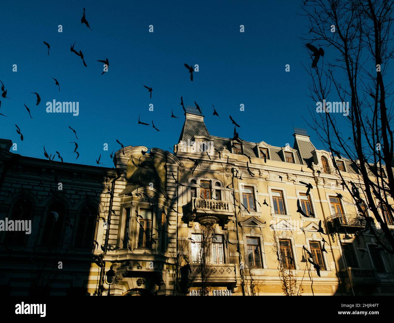 Oiseaux volant dans la rue principale de la ville de Tbilissi Banque D'Images