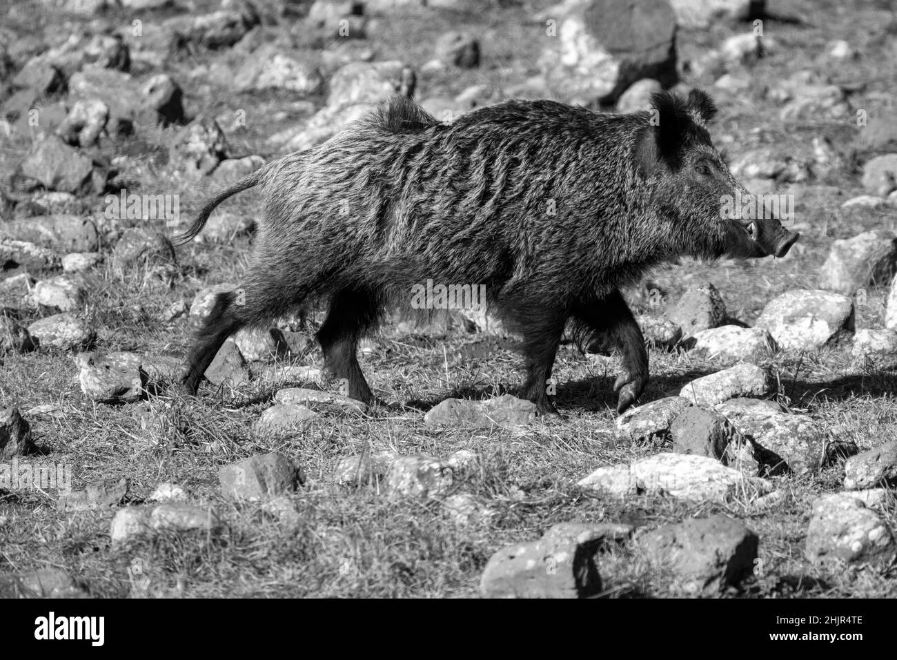 Sanglier (sus scrofa), également connu sous le nom de porc sauvage, porc sauvage commun, porc sauvage eurasien, ou tout simplement porc sauvage Banque D'Images