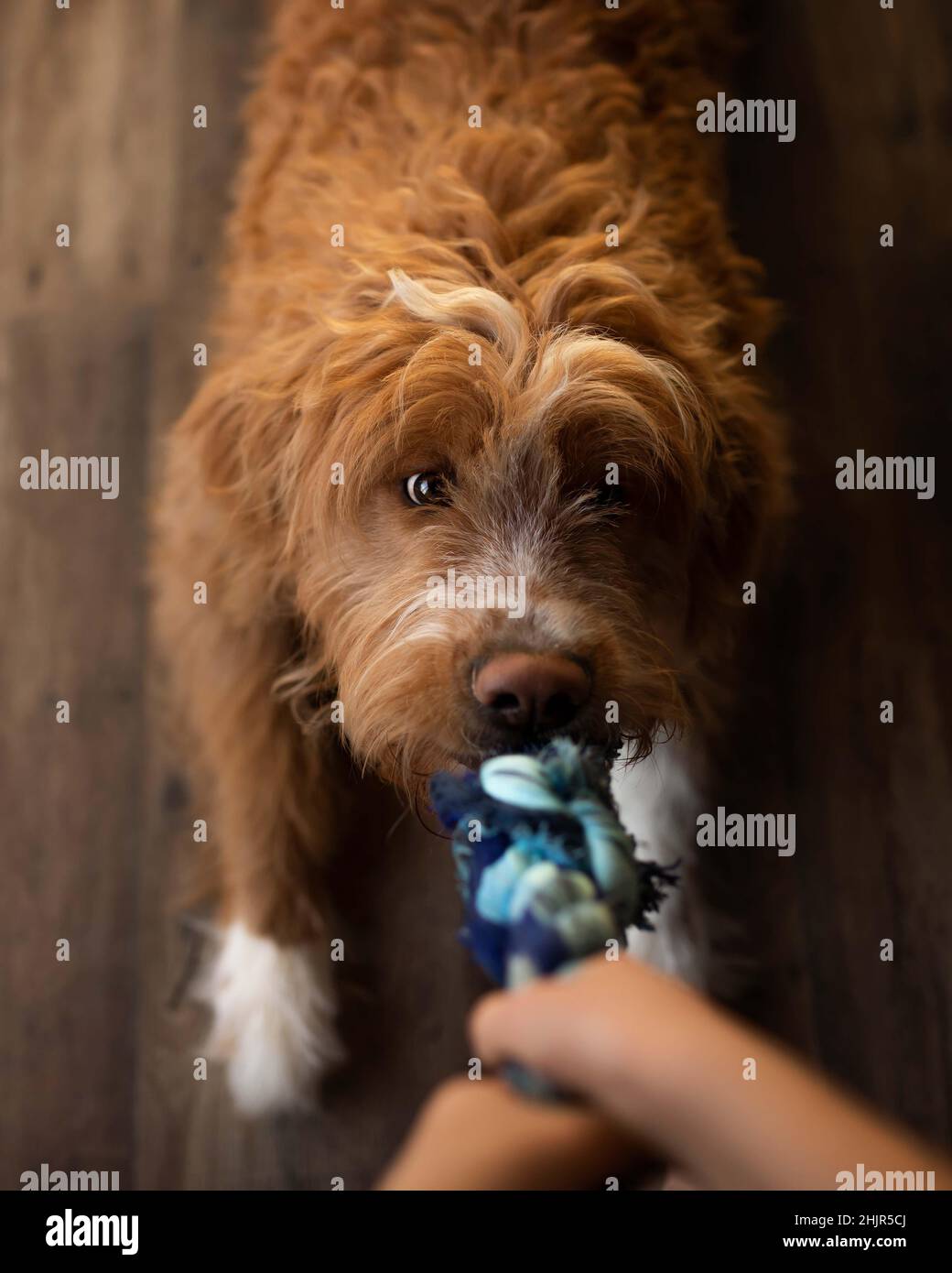 Un garçon et un chien jouant un remorqueur de guerre avec une corde Banque D'Images