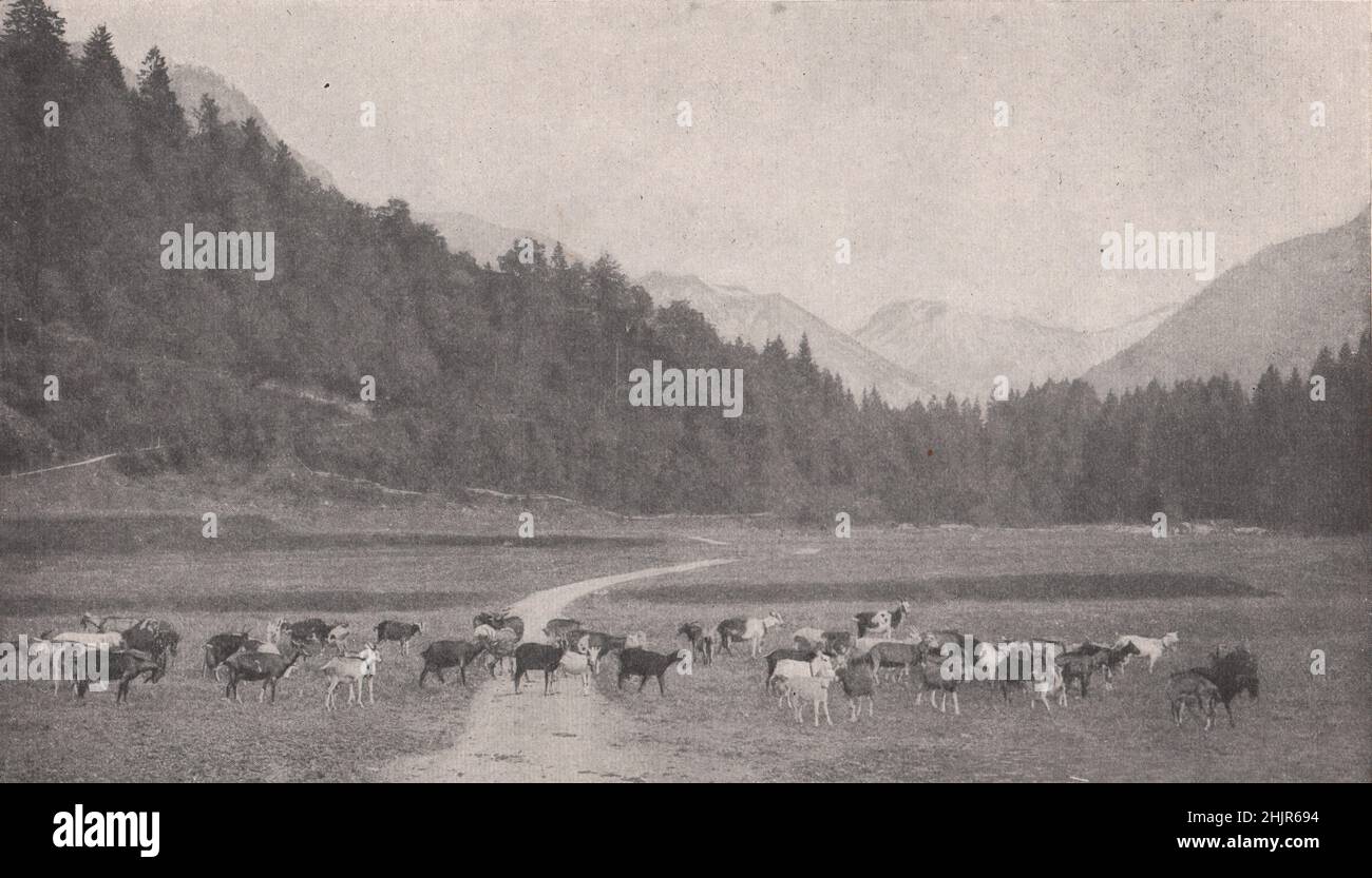 Chèvres qui fournissent le fromage fin d'oberstdorf parmi les hauts plateaux bavarois. Allemagne (1923) Banque D'Images