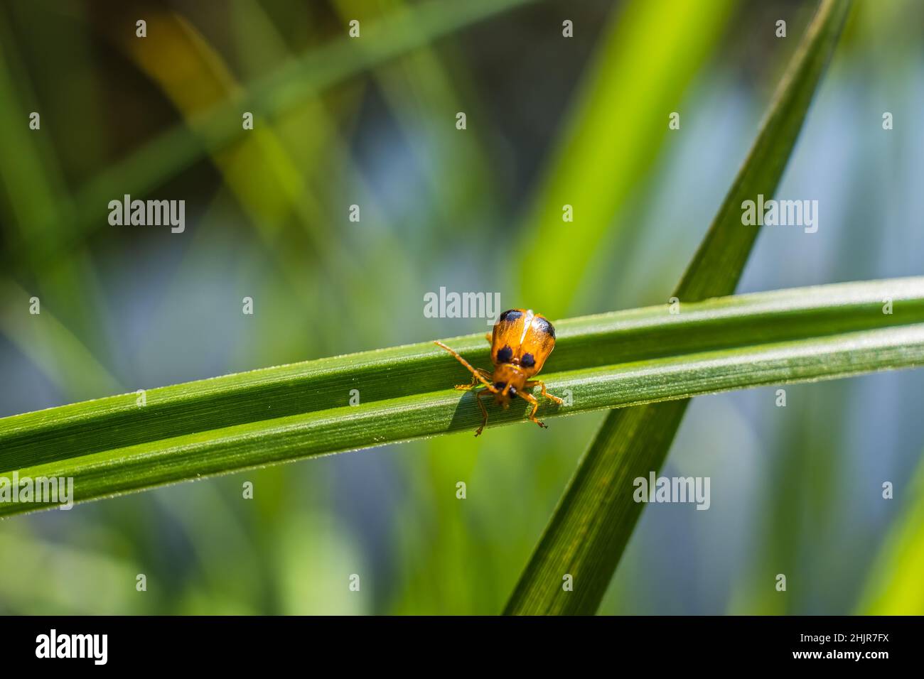 Petit insecte orange sur la lame d'herbe à l'étang sur fond flou Banque D'Images