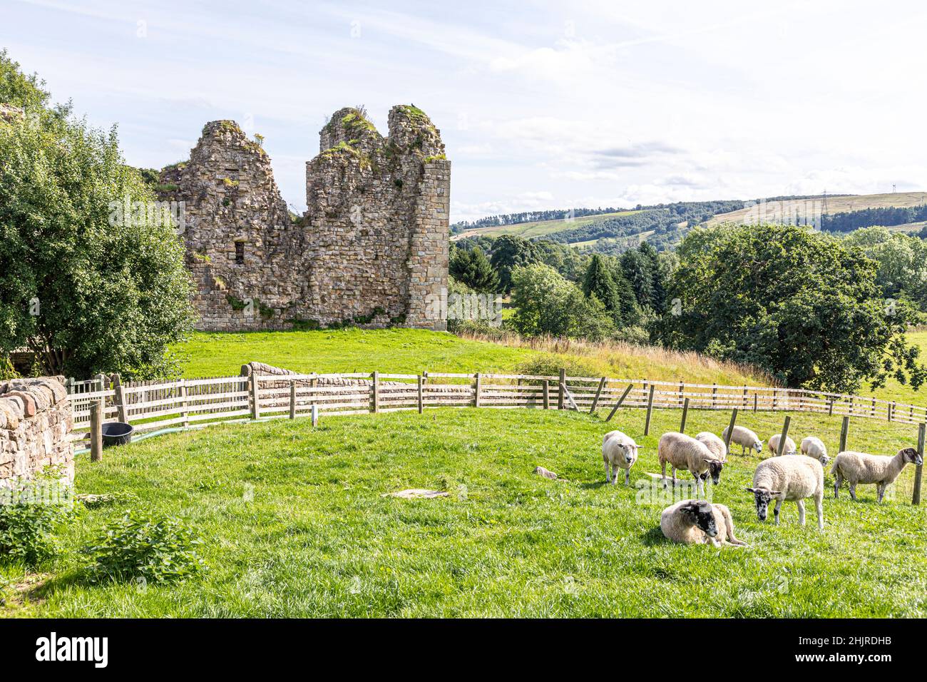 Moutons paissant à côté des ruines du château de Thirlwall du 12th siècle sur les rives de la rivière Tipalt près de Greenhead , Northumberland Royaume-Uni Banque D'Images