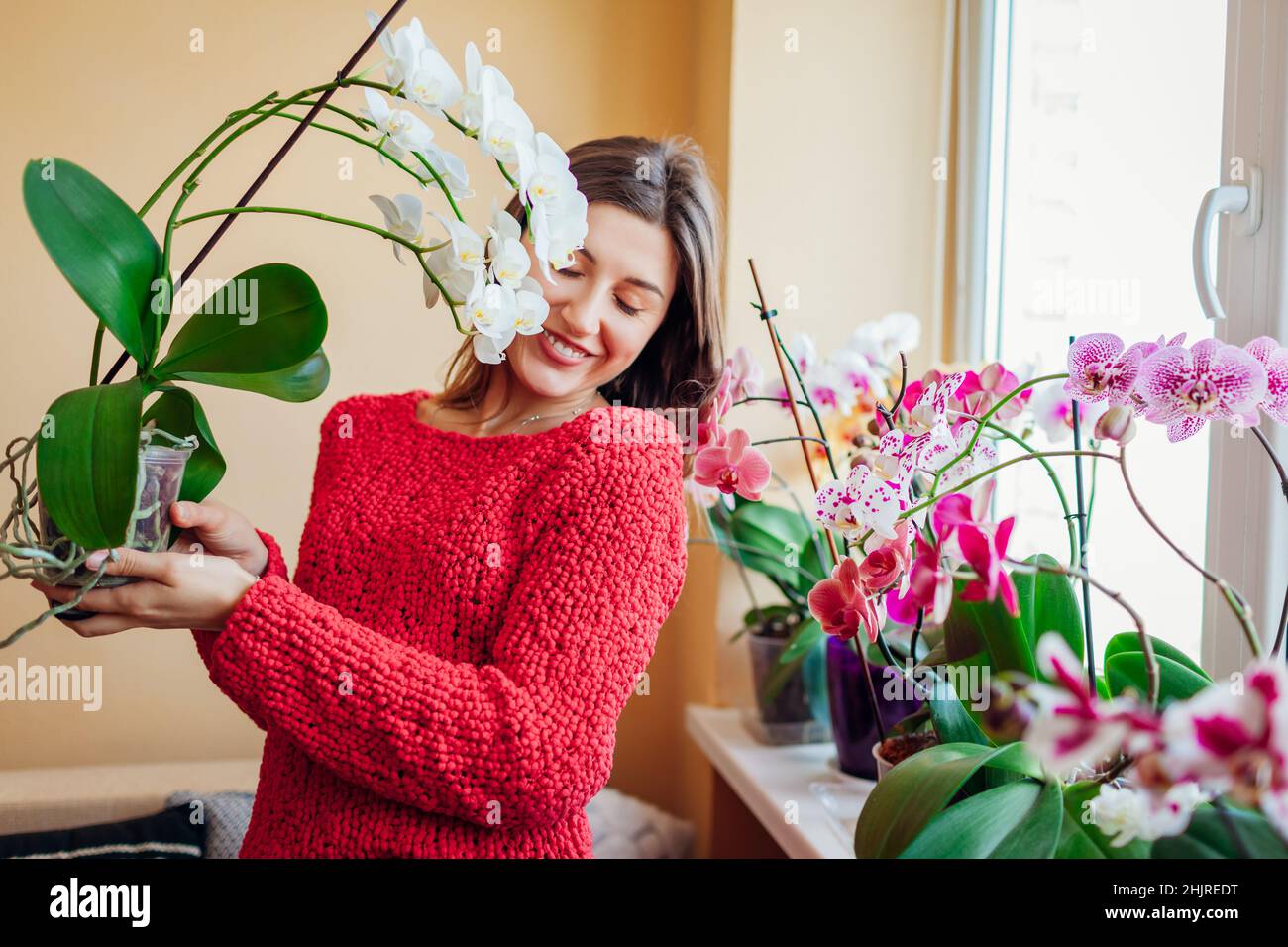 Bonne femme sentant une orchidée blanche en fleurs tenant le pot.Fille  jardinier prenant soin des plantes et des fleurs à la maison Photo Stock -  Alamy