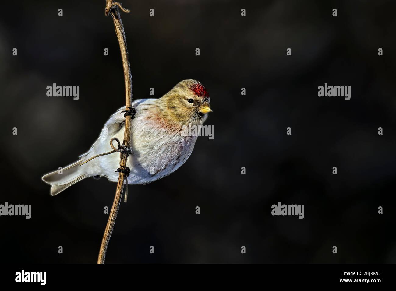 Sizerin flammé Banque D'Images