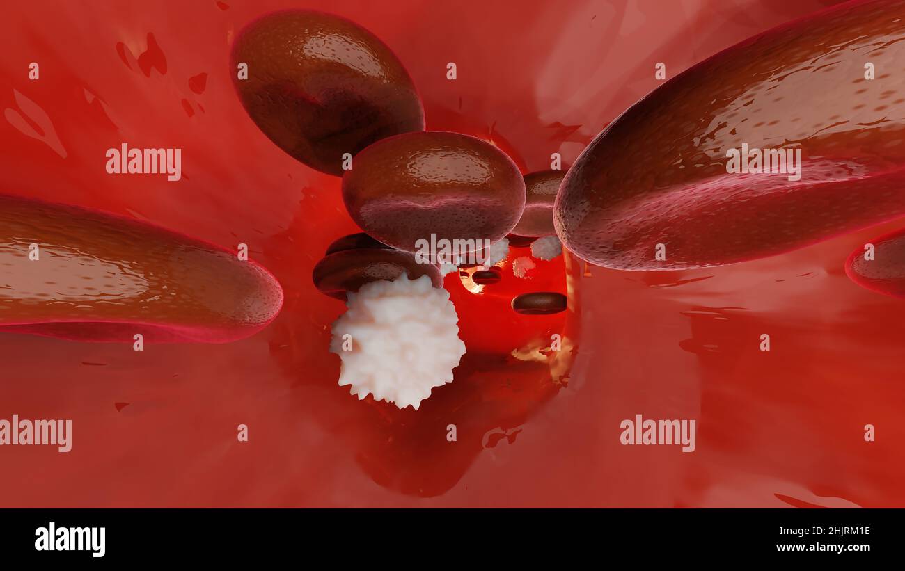 Hémostase. Globules rouges et plaquettes dans le vaisseau sanguin. Étapes de base du processus de cicatrisation des plaies. illustration 3d Banque D'Images