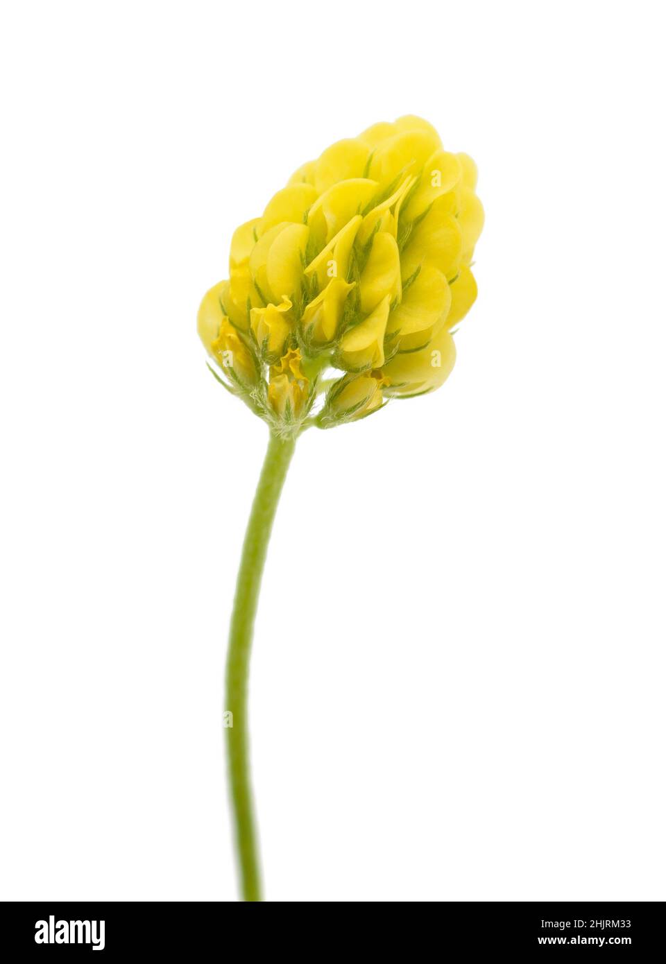 Hop Clover (Medicago lupulina) isolated on white Banque D'Images