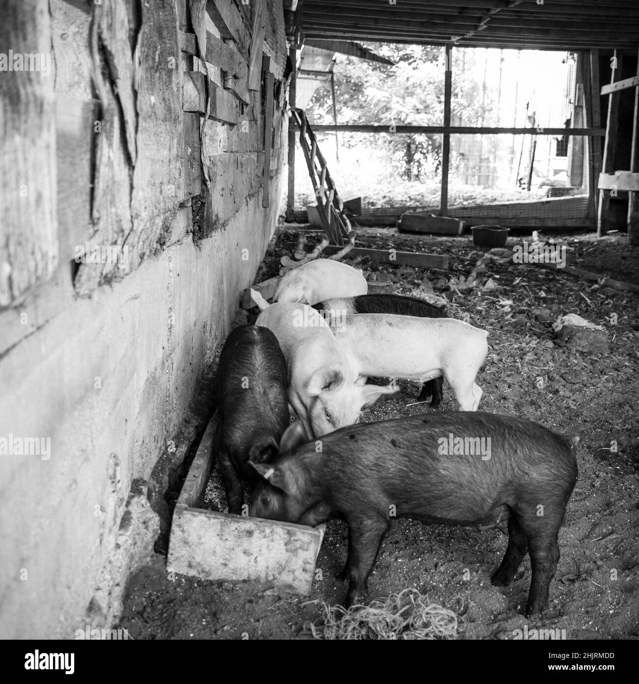 Visite d'une petite ferme et capture ce moment où tous les porcs se nourrissaient dans le creux. Banque D'Images