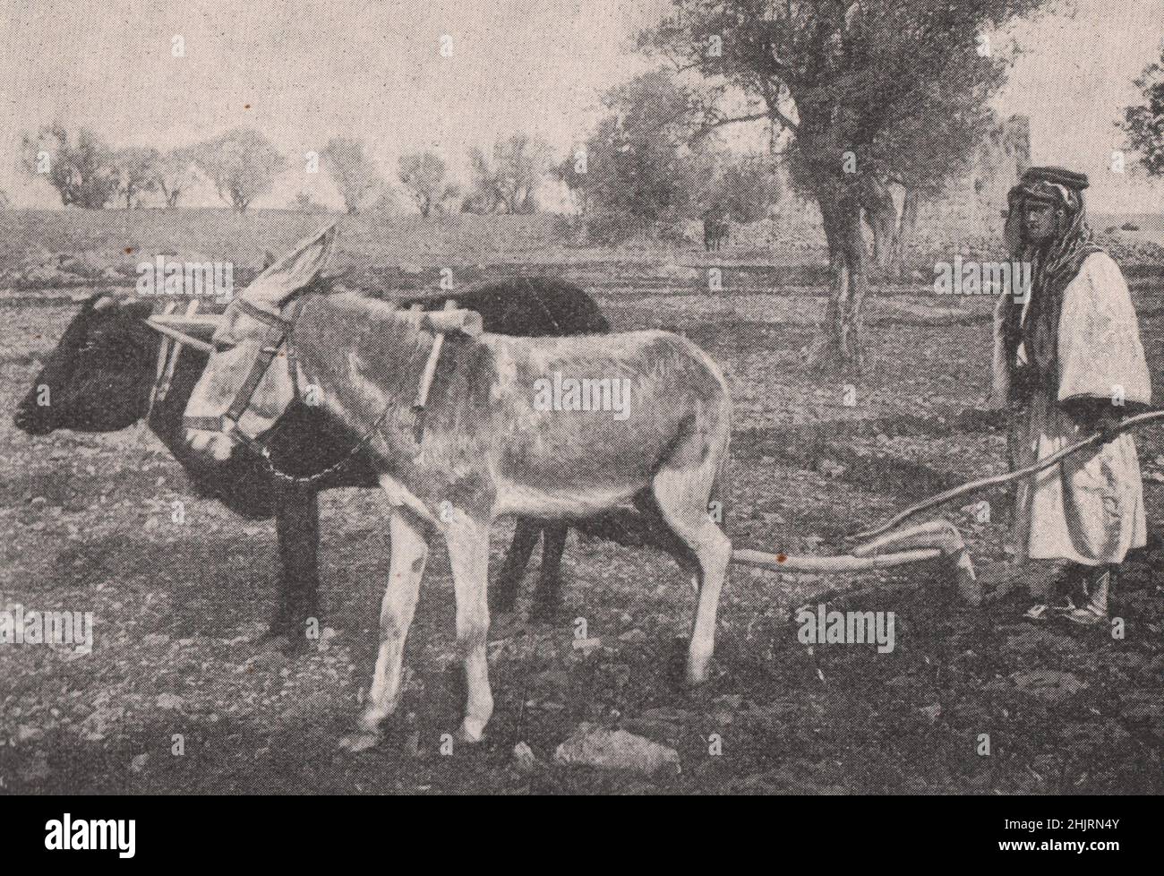 Méthodes primitives de labour de la paysannerie palestinienne. Israël (1923) Banque D'Images