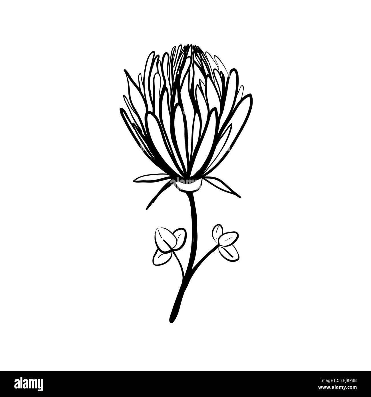 Fleurs et éléments floraux faits main.Illustration de l'effet vectoriel Illustration de Vecteur