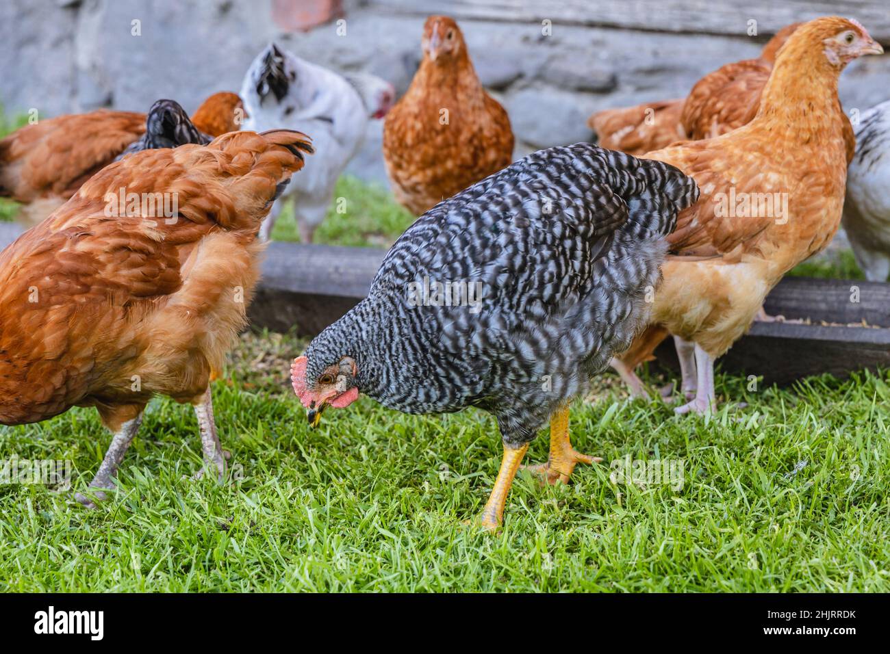 Poules sur une ferme de poulet fermier dans un petit village sur la région de Mazovie en Pologne Banque D'Images