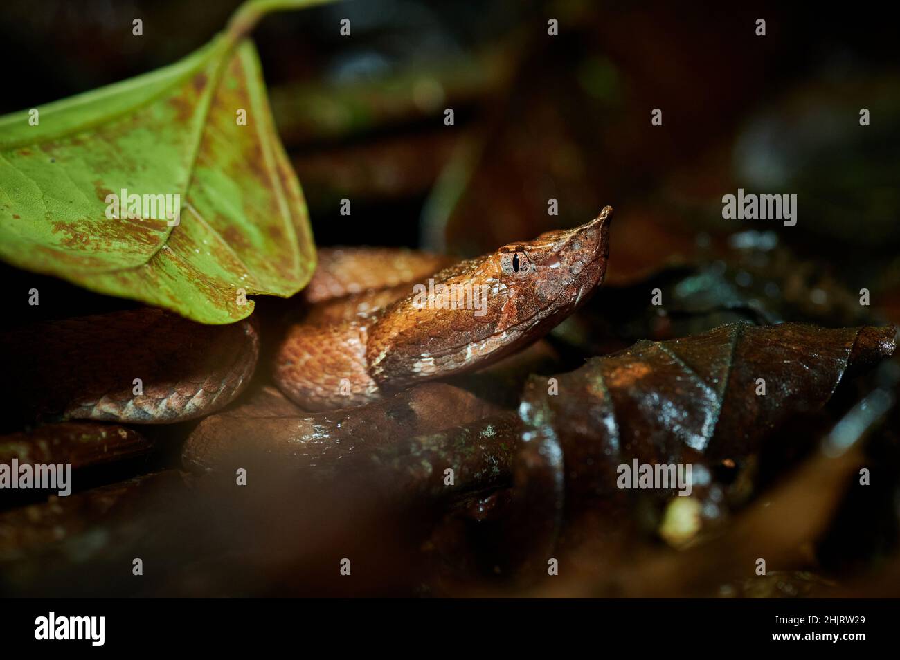 Forêt tropicale toxique Pitviper (Porthidium nasutum), Maquenque Eco Lodge, Costa Rica, Amérique centrale Banque D'Images