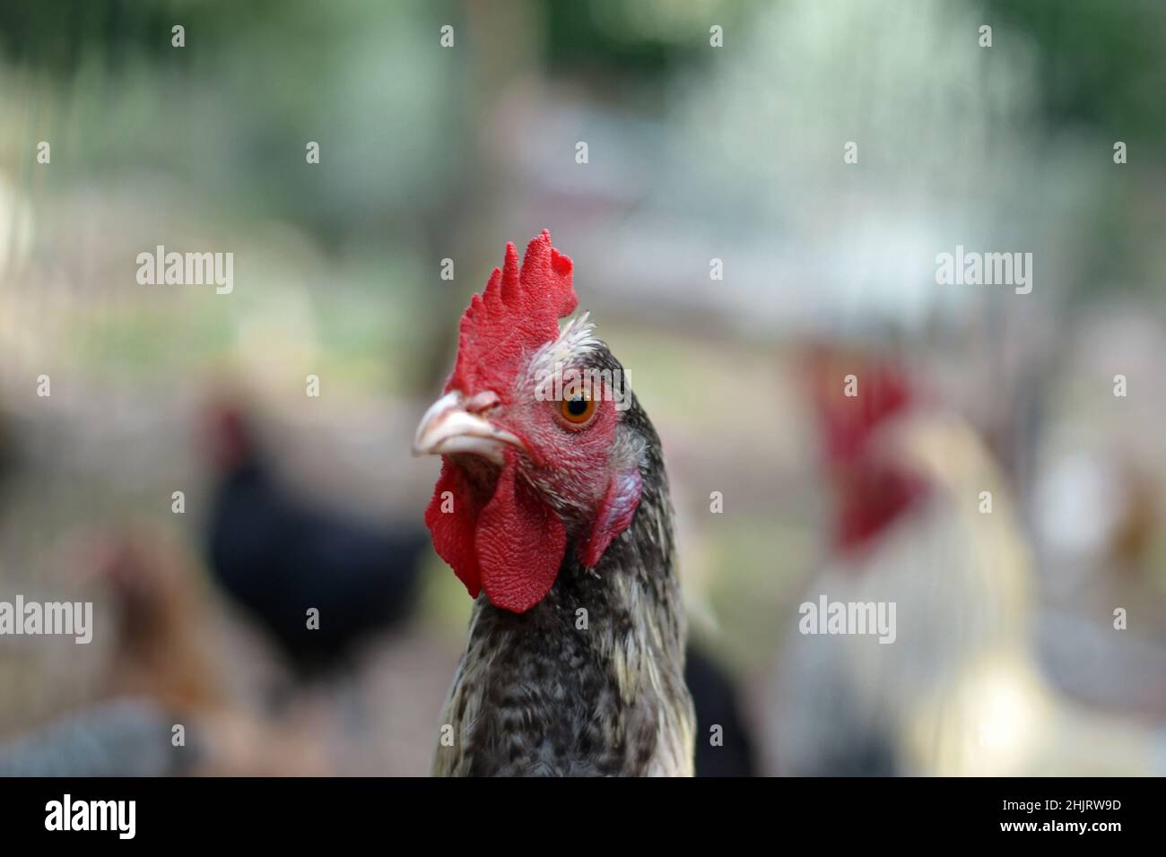 Gros plan de la tête de poule. Gros plan de la tête de poulet à pois. Banque D'Images