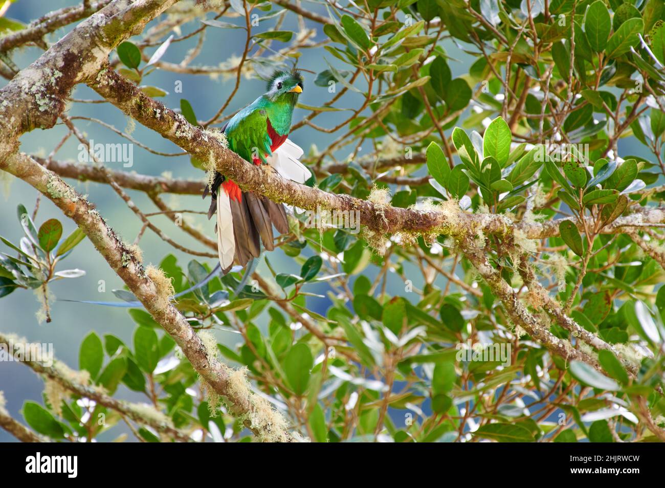 Quetzal (Pharomachrus mocinno), mâle resplendent et coloré, sur un arbre d'avocat sauvage, San Gerardo de Dota, Costa Rica, Amérique centrale Banque D'Images