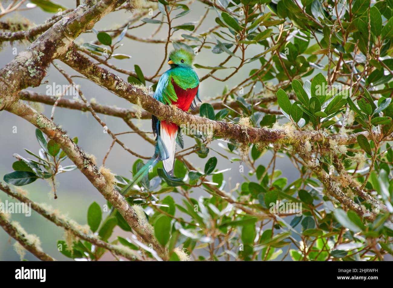 Quetzal (Pharomachrus mocinno), mâle resplendent et coloré, sur un arbre d'avocat sauvage, San Gerardo de Dota, Costa Rica, Amérique centrale Banque D'Images