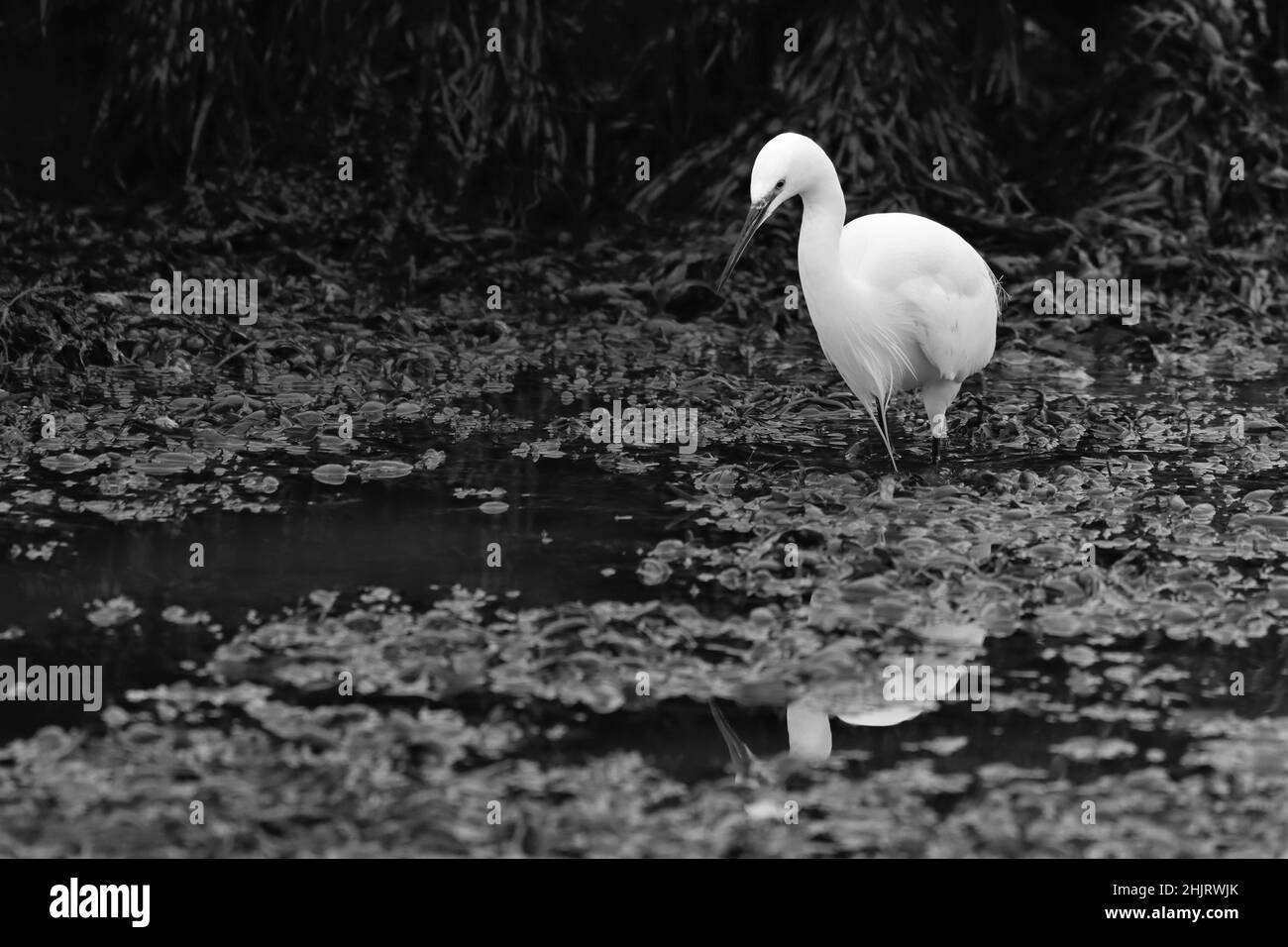 AIGRETTE Banque D'Images