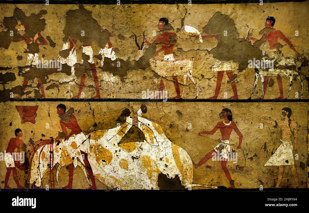 Scène rituelle d'abattage un gros boeuf retenu par des cordes son sang est recueilli dans des bols, Thebes Tempera peinture, première période intermédiaire, Gebelein, Tombeau d'Iti et Neferu ( 2118-1980 BC ) Egypte (Museo Egizio di Torino Italie) Banque D'Images