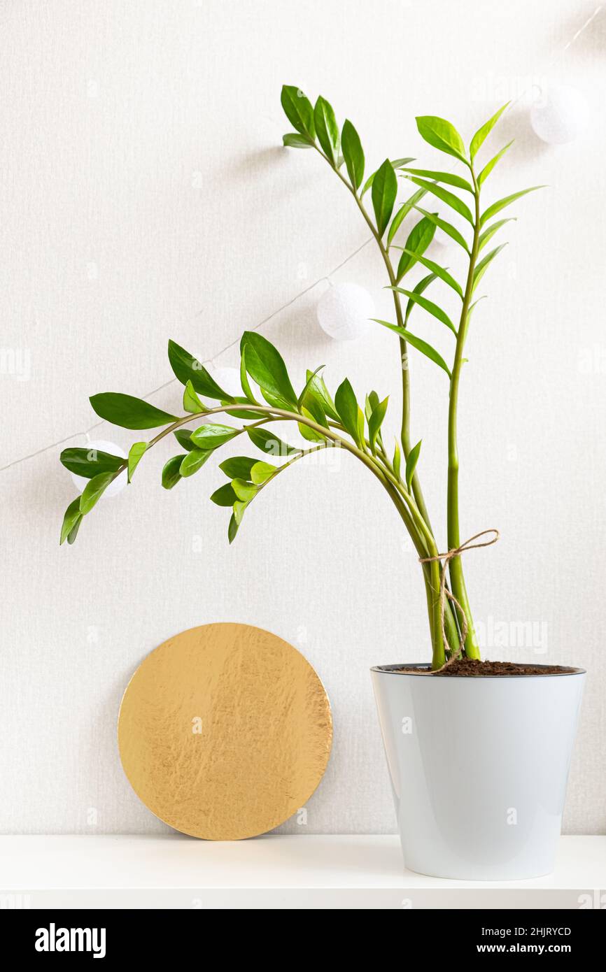 La maison verte tendance Zamioculcas en pot plastique blanc et disque doré sur fond blanc.Zamioculcas zamiifolia.Minimaliste scandinave éco Banque D'Images