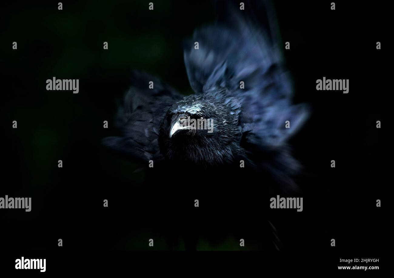 Le corbeau la nuit Banque D'Images