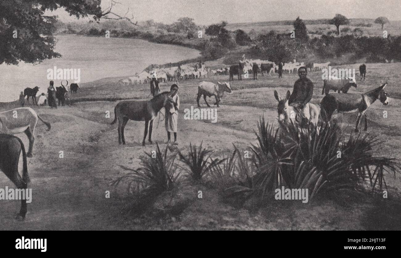 Arrosoir pour les bovins sur la rive de la Juba près de Bardera dans le Somaliland italien. Somalie (1923) Banque D'Images