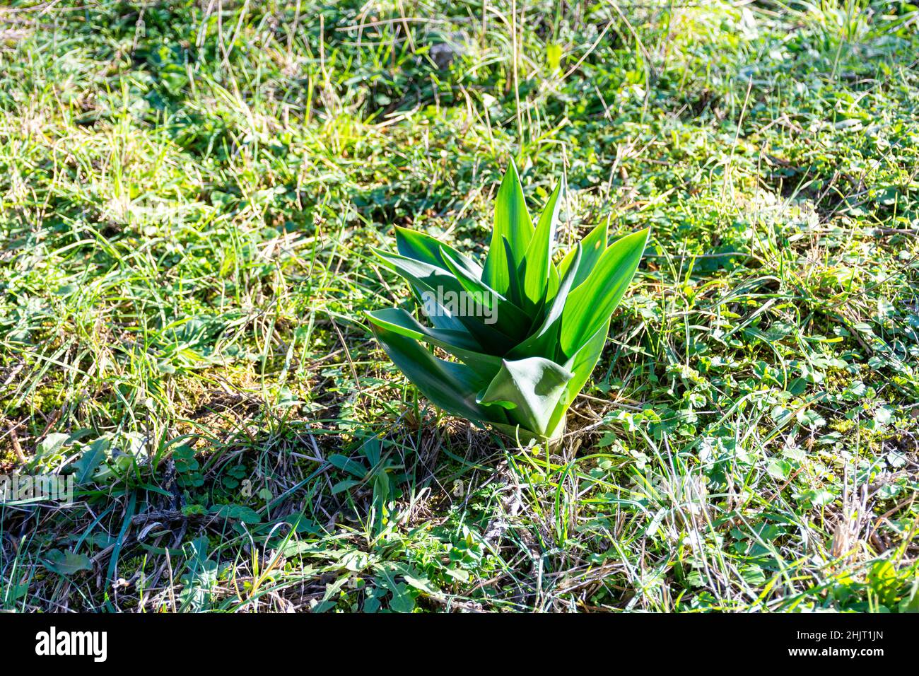 Gros plan d'une plante verte sauvage dans un champ d'herbe. Banque D'Images