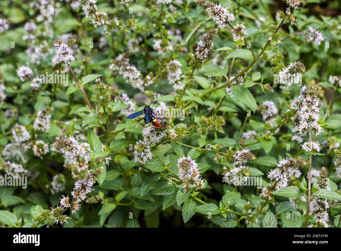 Guêpe ailé bleue (Scolia dubia) se nourrissant de fleurs de menthe Banque D'Images