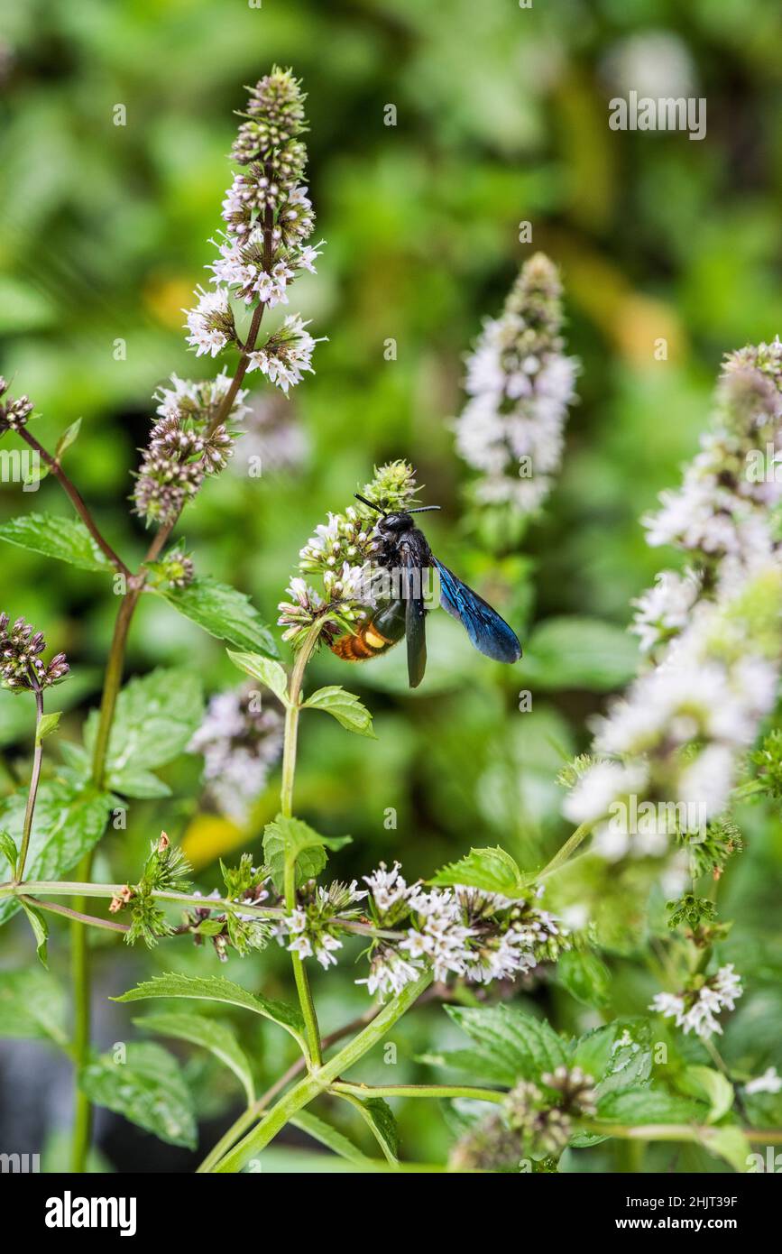 Guêpe ailé bleue (Scolia dubia) se nourrissant de fleurs de menthe Banque D'Images