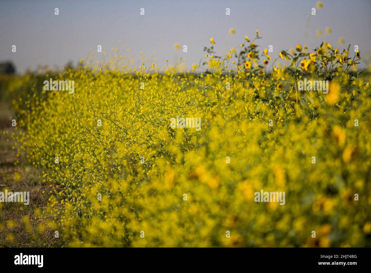 Champ agricole avec fleurs de tournesol jaunes dans la communauté de Villa Juarez, Obregon, Mexique.(Photo: Luis Gutierrez/ NortePhoto.com) Campo agrícola con flores amarillas girasoles en la comunidad de Villa Juarez, Obregon, Mexique.(Photo : Luis Gutierrez/ NortePhoto.com) Banque D'Images