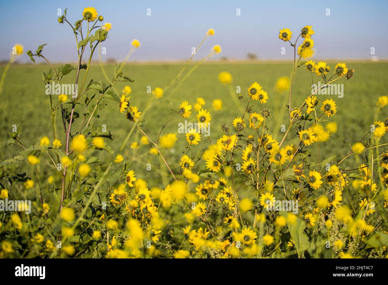 Champ agricole avec fleurs de tournesol jaunes dans la communauté de Villa Juarez, Obregon, Mexique.(Photo: Luis Gutierrez/ NortePhoto.com) Campo agrícola con flores amarillas girasoles en la comunidad de Villa Juarez, Obregon, Mexique.(Photo : Luis Gutierrez/ NortePhoto.com) Banque D'Images