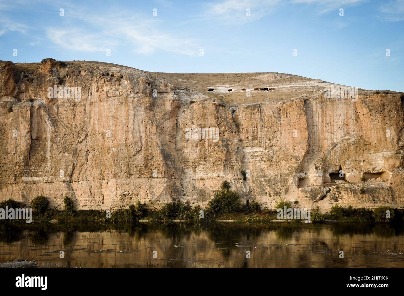 Vaches marchant sur les rives du Tigre et vue sur le Tigre Banque D'Images