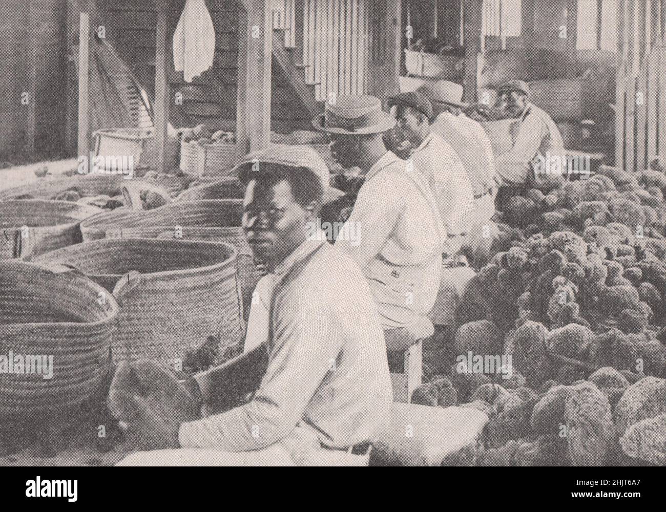 Tri de la mer récolte d'éponges à Nassau, Bahamas. Antilles (1923) Banque D'Images