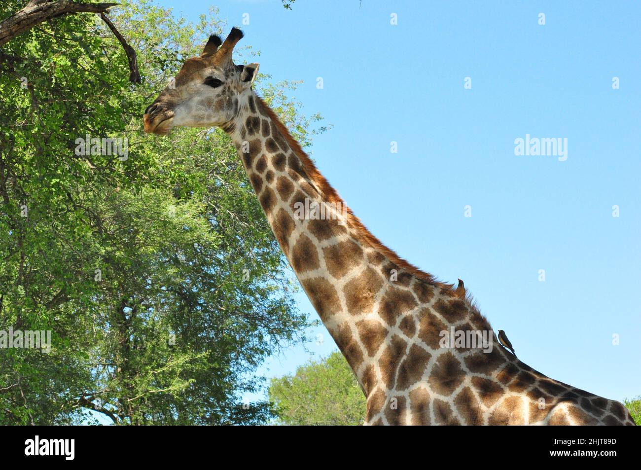 Girafe se nourrissant de l'épine, Afrique du Sud, Giraffa camelopardalis Banque D'Images