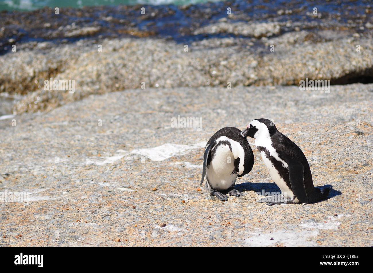 Jackass ou pingouins africains, la seule espèce de pingouins qui se reproduit en Afrique, Boulders Beach, Simon's Town, Afrique du Sud Banque D'Images