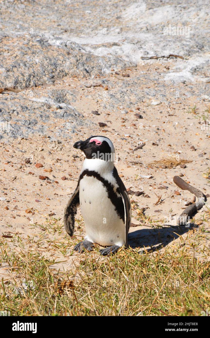 Jackass ou pingouins africains, la seule espèce de pingouins qui se reproduit en Afrique, Boulders Beach, Simon's Town, Afrique du Sud Banque D'Images