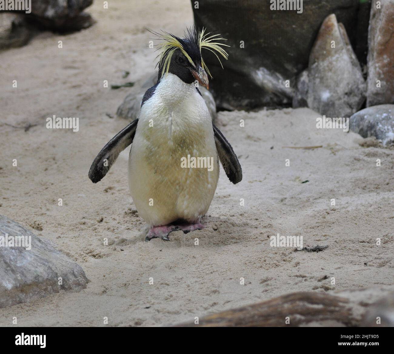 Pingouin à crête dans l'aquarium du Cap, le Cap, Afrique du Sud Banque D'Images Pingouin à crête dans l'aquarium du Cap, le Cap, Afrique du Sud Banque D'Images