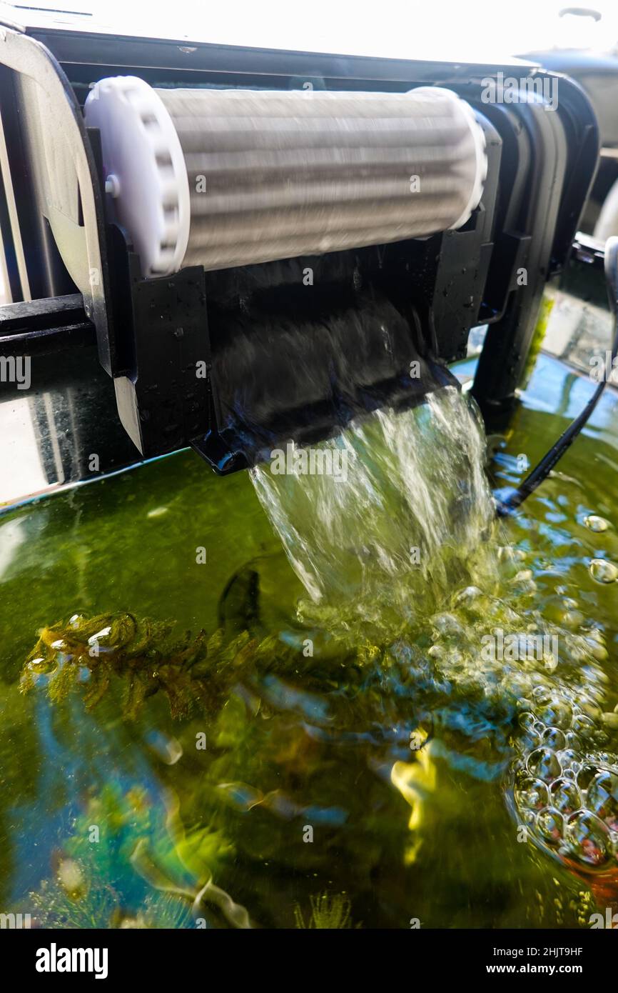 Roue bio de l'aquarium de poissons d'eau douce Banque D'Images