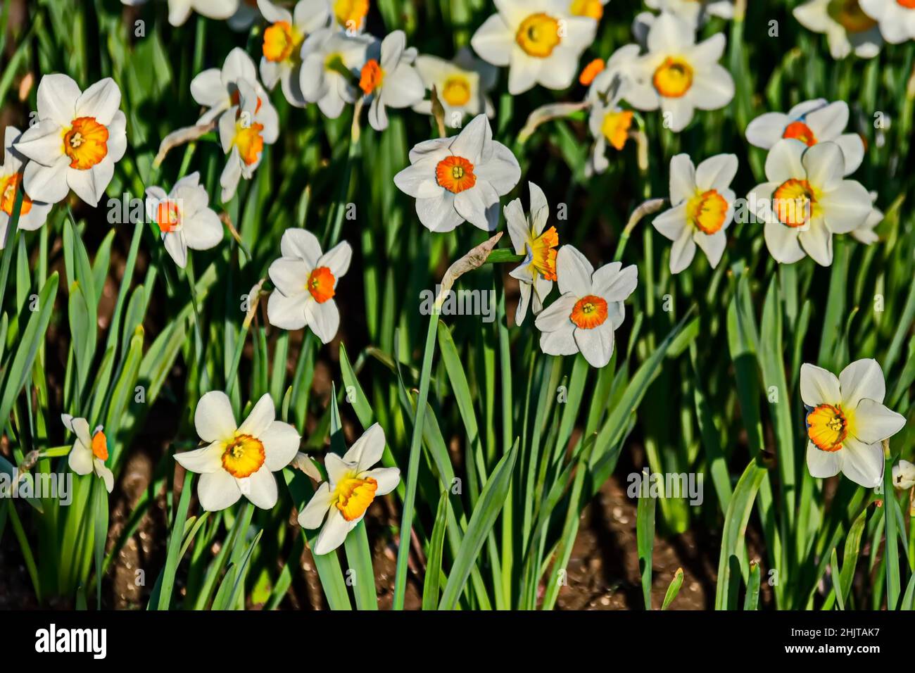 Champ illuminé par une jonquille de printemps blanche ou des narcisses avec  un coeur orange en fleur, Sofia, Bulgarie Photo Stock - Alamy